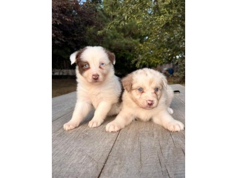 Ultra kalite border collie yavrularımız