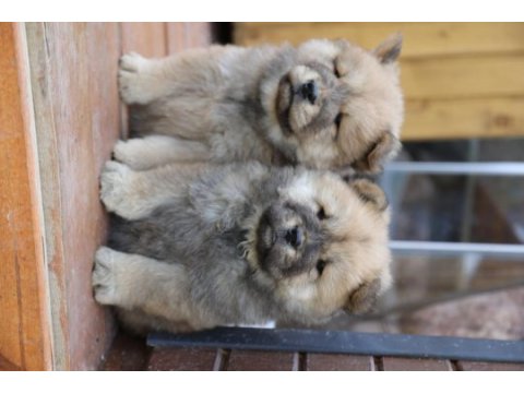45 günlük saf ırk çin aslanı