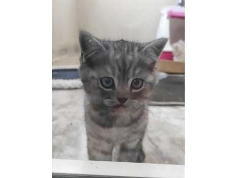 British shorthair sevimli yavru
