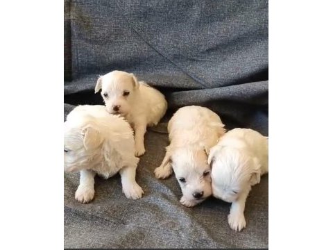 Maltese köpeği yavrular