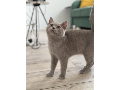 British shorthair mama karşılığı sahiplendirme