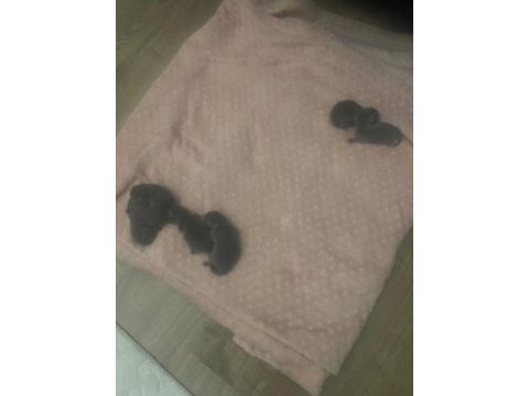 Yeni doğmuş british shorthair yavrularımız