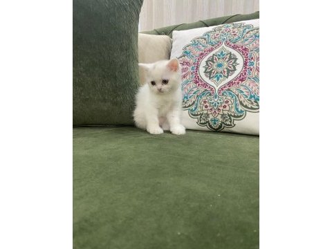 Pamuk prenses british shorthair