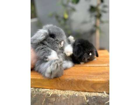 Hollanda lop tavşan yavrular her yere gönderim vardır