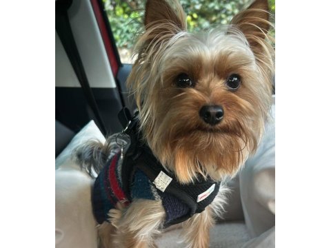 Teacup morkie büyümesi boyutu durdu