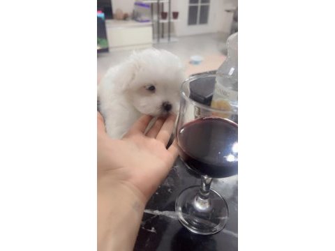 Baba kore maltese terrier