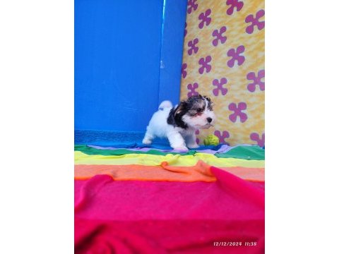 Neşe kaynağı morkie yavrularımız