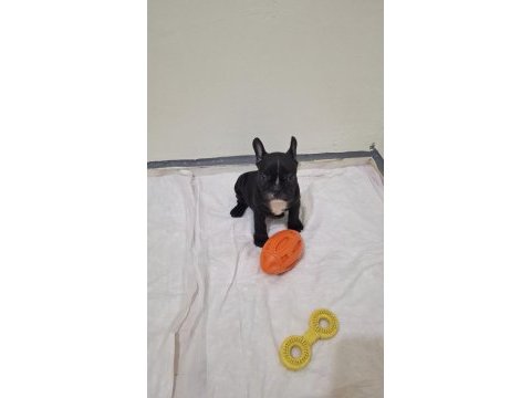 Safkan son erkek french bulldog yavrumuz