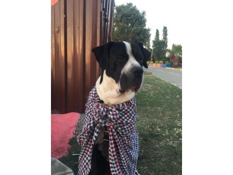 Cane corso eş aranıyor