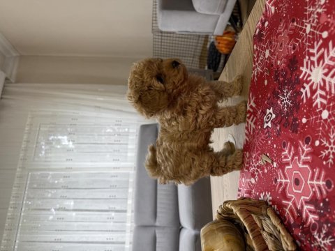 Kore poodle yavru