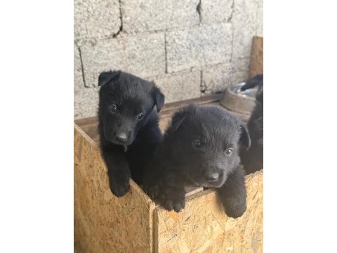 A kalite sable ve solid black alman çoban köpeği yavrular