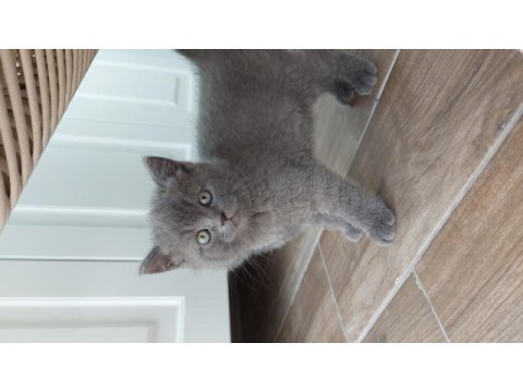 50 günlük british shorthair yavrular