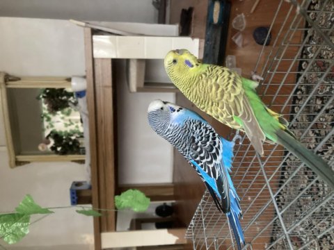 Evcil yumurtalı sezonun en iyisi yetişkin/yavru muhabbet