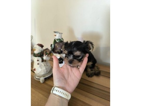 Orjinal kore kanı taşıyan erkek poodle yavrusu