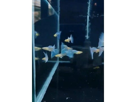 Sky blue albino koi bigred ear premium lepistes