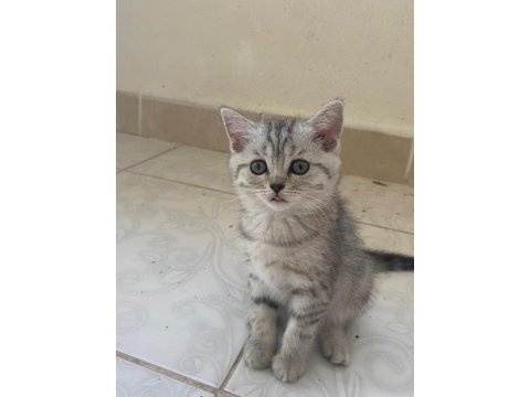 3 aylık british shorthair yavrularımız