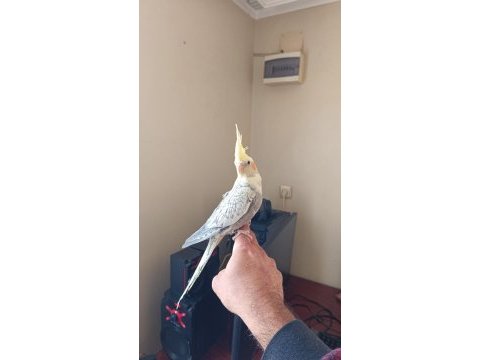 Kuşlar sağlıklı kalitelidir kendi üretimimdir