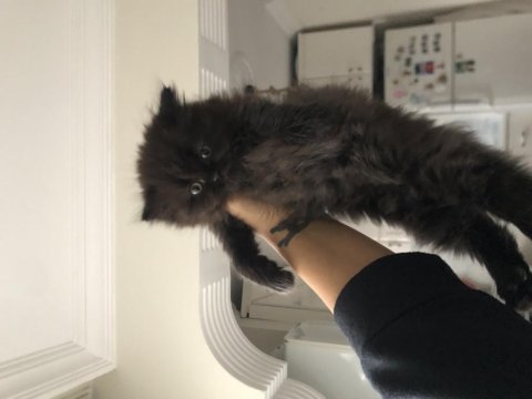 Chocolatte british longhair (nadir)
