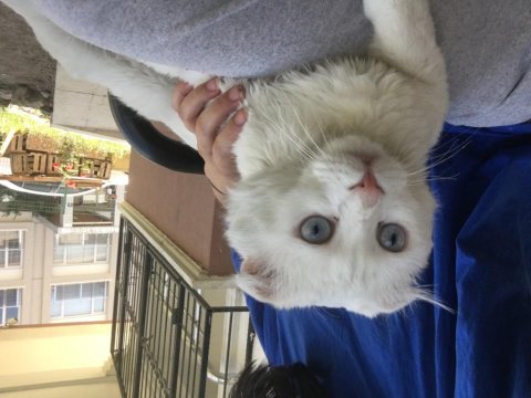 Scottish fold 1 yaşında