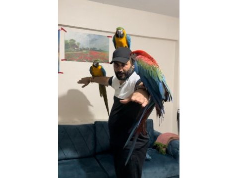 Özel kuş isteyen buyursun ara macaw
