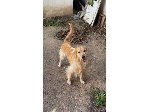 Golden retriever aşırı sevimli