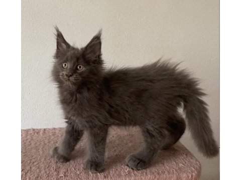 Xxxl küçük vaşak polydactly erkek xxxl maine coon