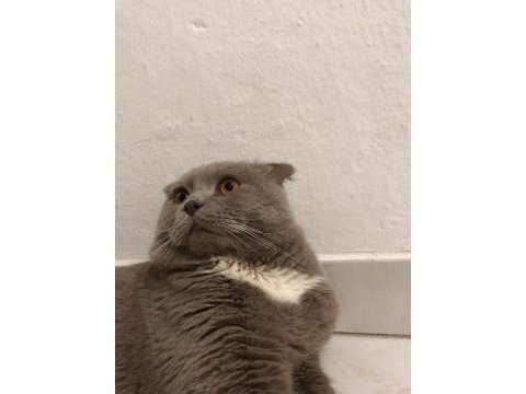 Çok tatlı 1.5 yaşında bir erkek scottish fold