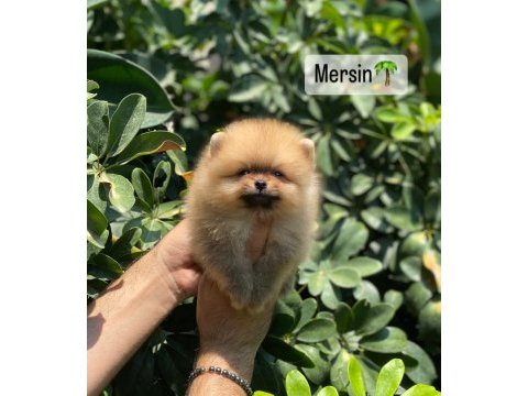 Pomeranian yavrular