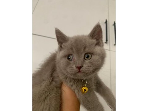 Yakışıklı yavru british shorthair