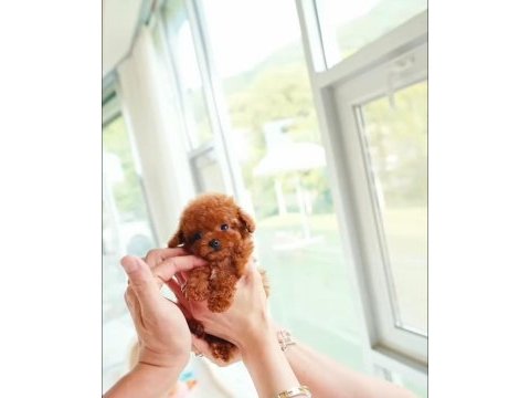 Micro boy poodle yavrularımız