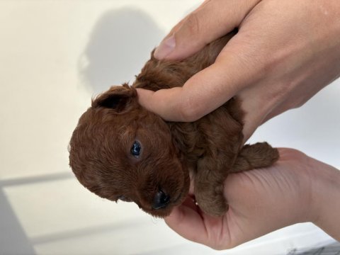 Dark brown anne altından toy poodle kore kan