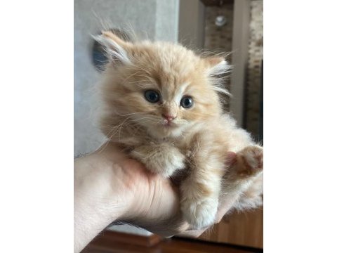 British longhair kedisi