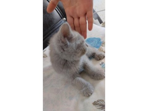 British shorthair