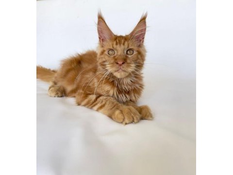 Safkan xl mainecoon red 