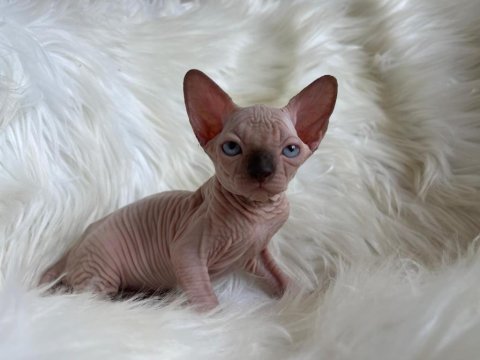 Sphynx kittens ozyfelines