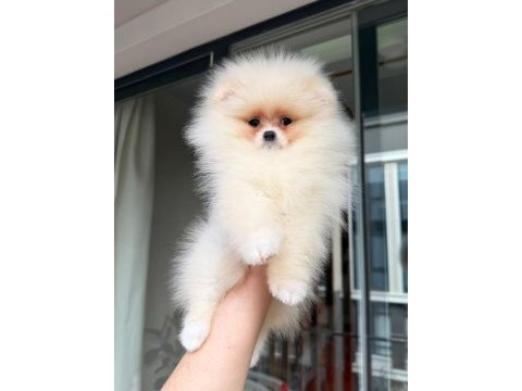 Pomeranian yavrularımız teslime hazır