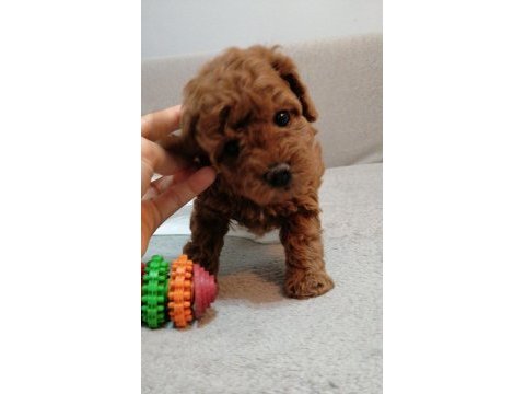 Teddy face toy poodle