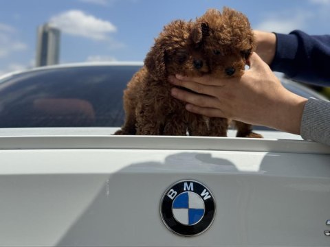 Ankaranın en kaliteli kore toy poodle yavruları