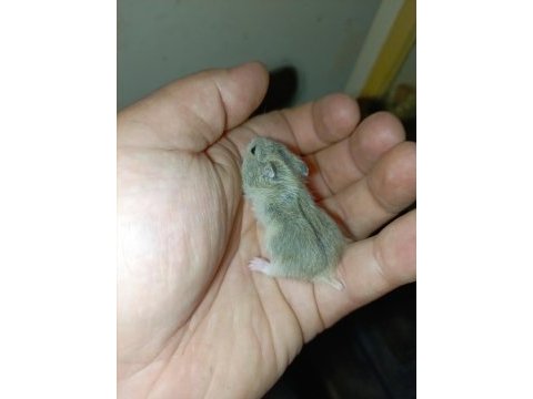 Özel tür teddy bear ve dwarf hamster