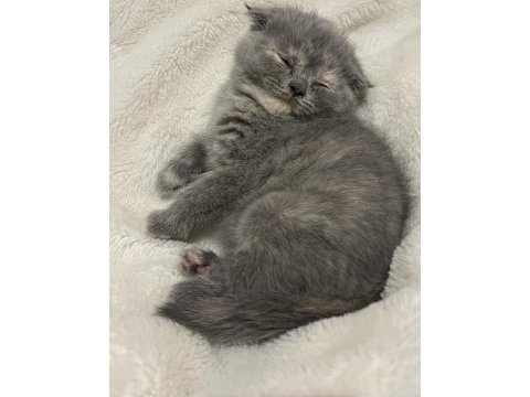 2 aylık scottish fold