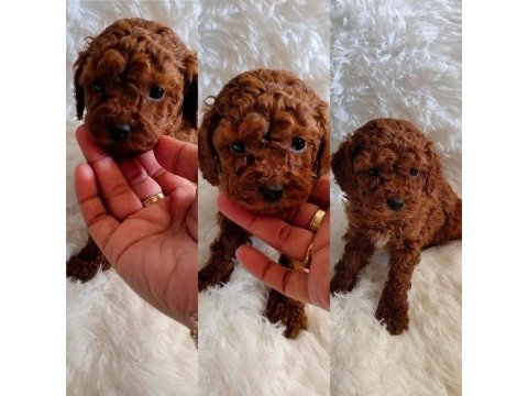 Yavru toy poodle