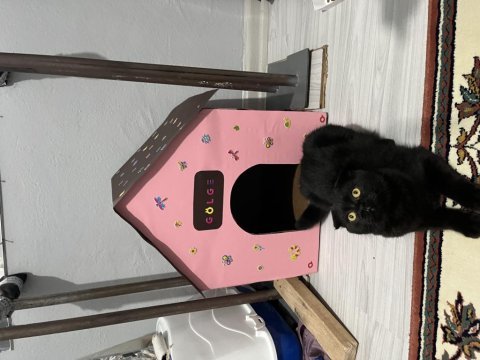 Scottish fold kızımıza ev arıyoruz
