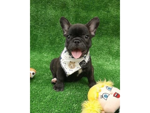 French bulldog yavruları