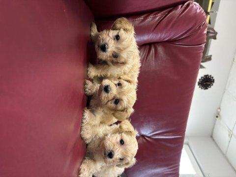 Maltipoo yavrularım sağlık ve ırk garantilidir