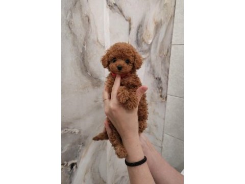 Irk garantili poodle yavruları