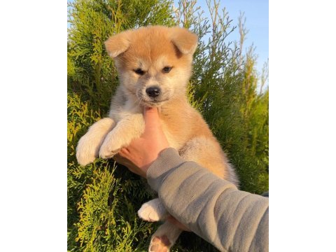 Japon akita inu yavruları
