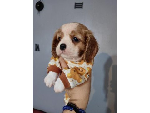 Ev ortamından safkan anne babanın cavalier çocukları