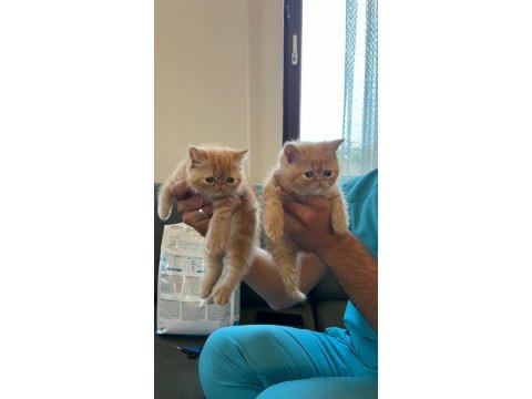 Exotic shorthair kediler