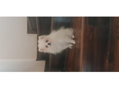 Pomeranian boo bebeklerimiz ırk garantili