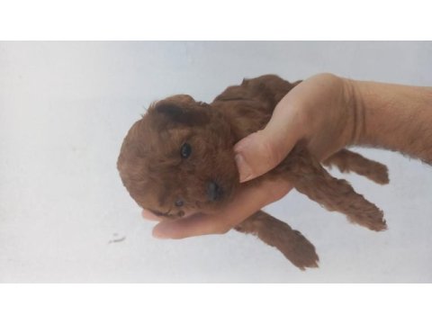 Rezerveye acik toy poodle yavrular